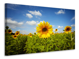 panoramic-3-piece-canvas-print-summer-sunflowers