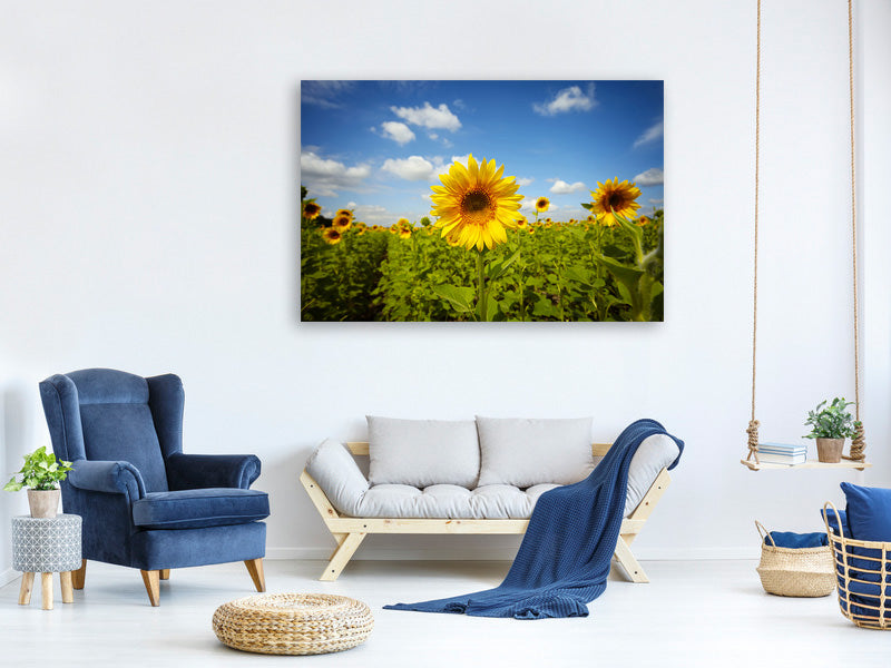 5-piece-canvas-print-summer-sunflowers