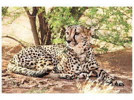 3-piece-canvas-print-sun-cheetah