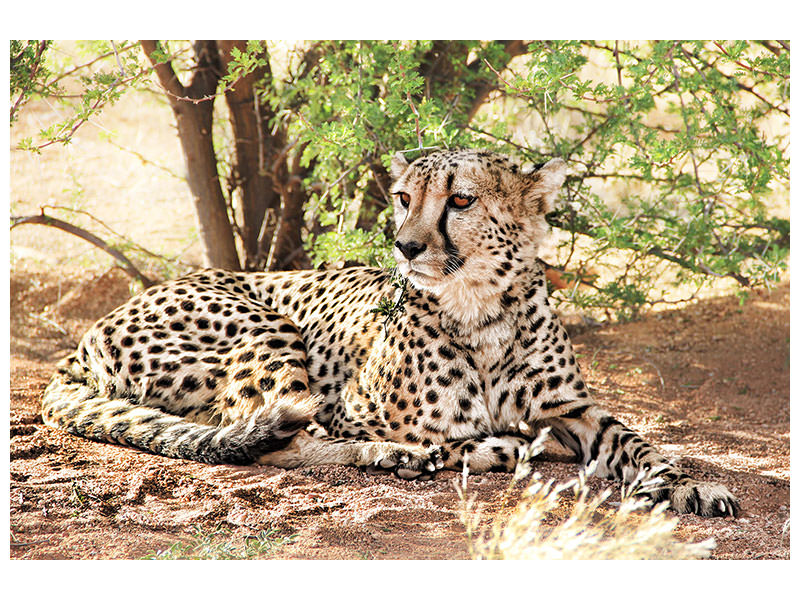 3-piece-canvas-print-sun-cheetah