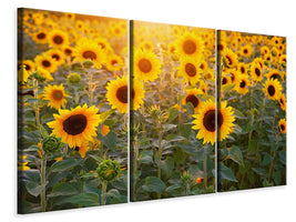 canvas-print-sunflower-field