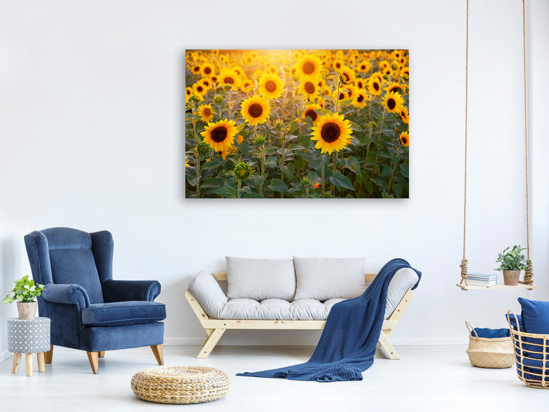 canvas-print-sunflower-field