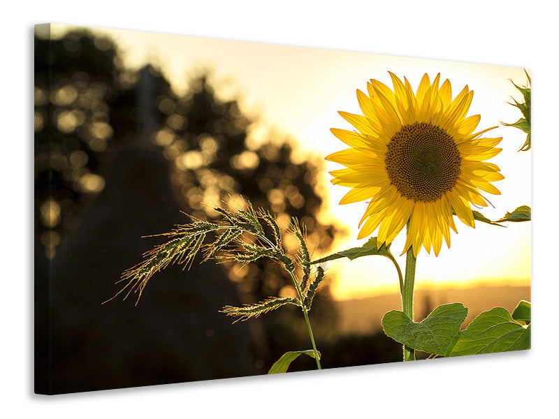 5-piece-canvas-print-sunflower-in-the-sunrise
