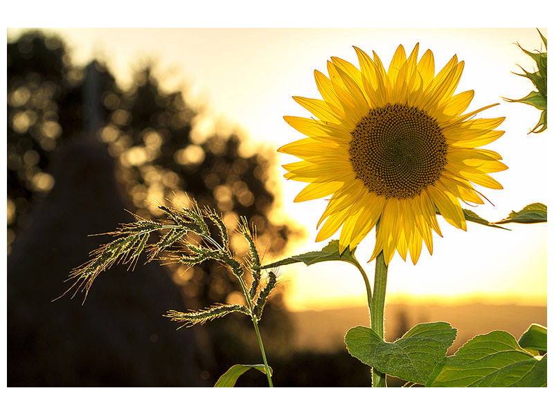 4-piece-canvas-print-sunflower-in-the-sunrise