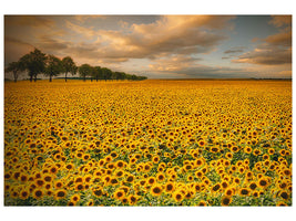 4-piece-canvas-print-sunflowers