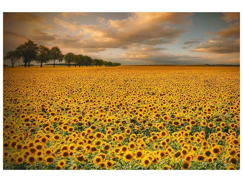 4-piece-canvas-print-sunflowers