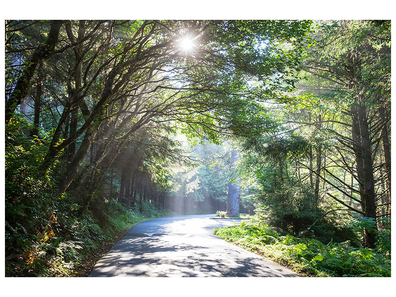 3-piece-canvas-print-sunny-forest-path