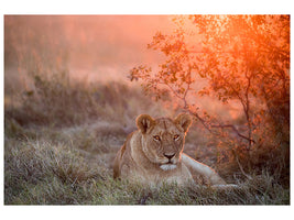 3-piece-canvas-print-sunset-lioness