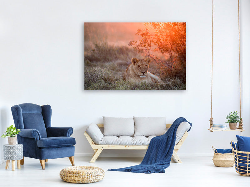 3-piece-canvas-print-sunset-lioness