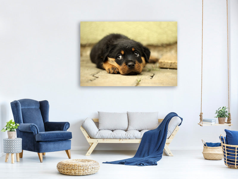 3-piece-canvas-print-sweet-rottweiler-puppy