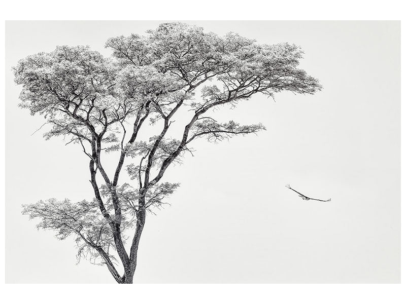 3-piece-canvas-print-the-african-eagle