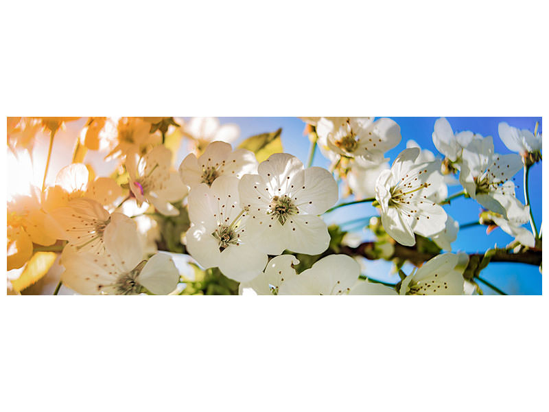 panoramic-3-piece-canvas-print-the-apple-tree-blossom
