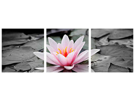 4-piece-canvas-print-the-art-of-water-lily
