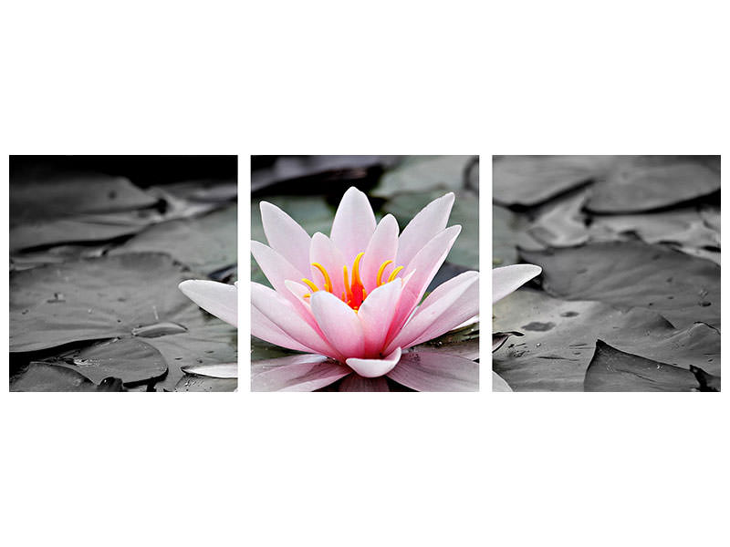 modern-4-piece-canvas-print-the-art-of-water-lily