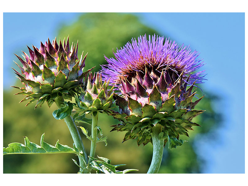 4-piece-canvas-print-the-artichoke-xl