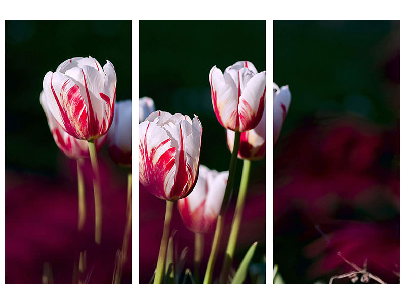 modern-4-piece-canvas-print-the-beauty-of-the-tulips