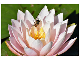 3-piece-canvas-print-the-bee-on-the-water-lily