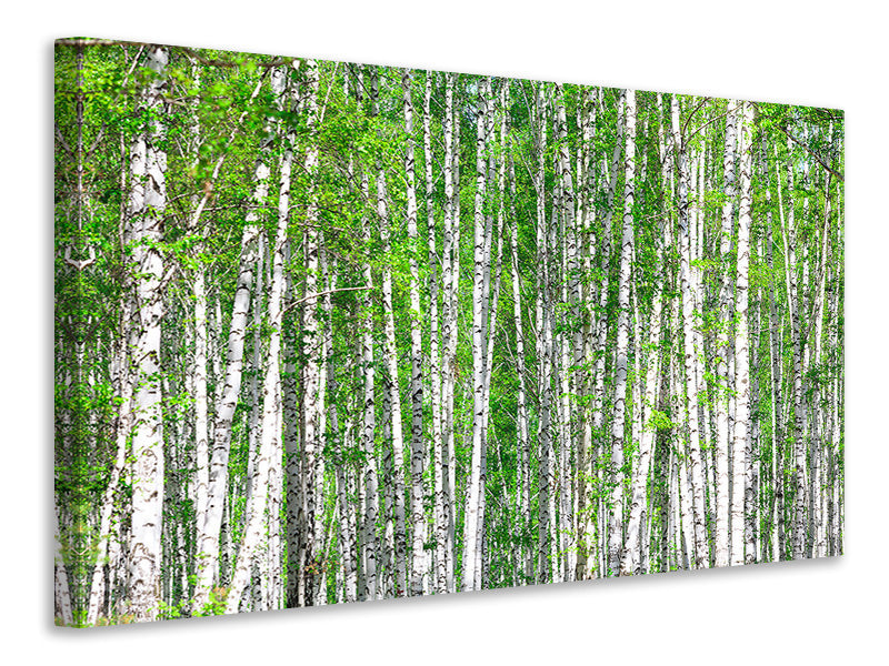 5-piece-canvas-print-the-birch-forest