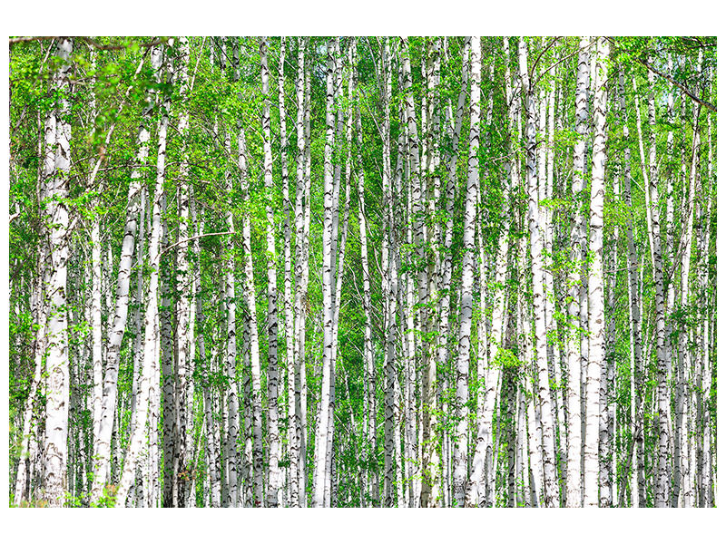 modern-3-piece-canvas-print-the-birch-forest