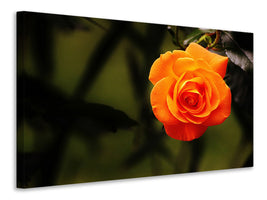 3-piece-canvas-print-the-blossom-of-the-rose