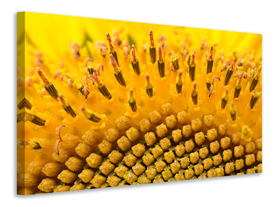 panoramic-canvas-print-the-buds-of-the-sunflower-in-xxl