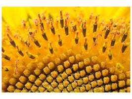 panoramic-canvas-print-the-buds-of-the-sunflower-in-xxl