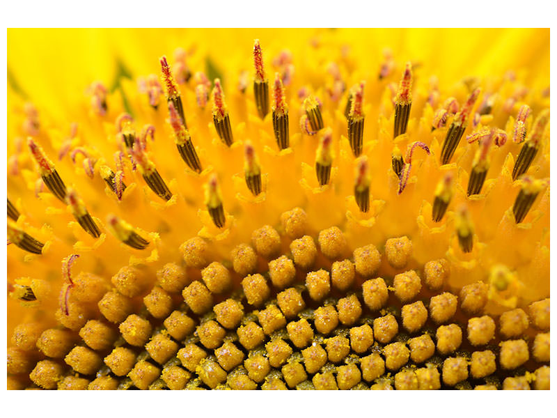 panoramic-canvas-print-the-buds-of-the-sunflower-in-xxl