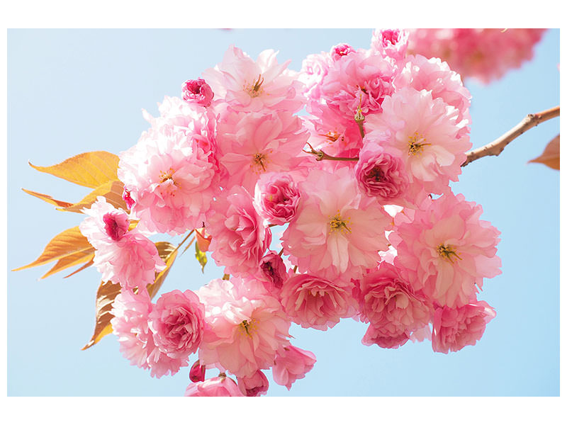 3-piece-canvas-print-the-cherry-blossoms