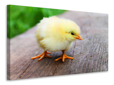 3-piece-canvas-print-the-chick