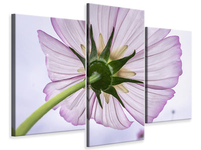 4-piece-canvas-print-the-cosmos-flower