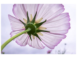 4-piece-canvas-print-the-cosmos-flower
