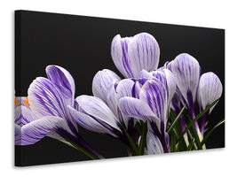 modern-4-piece-canvas-print-the-crocus