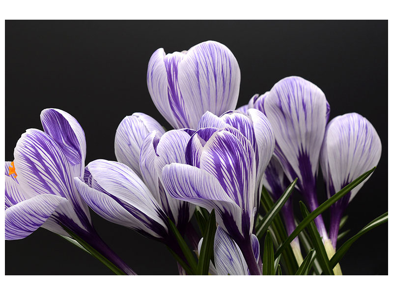 5-piece-canvas-print-the-crocus