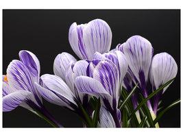 4-piece-canvas-print-the-crocus