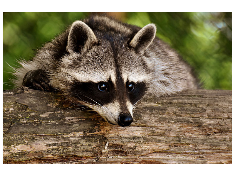 3-piece-canvas-print-the-cute-raccoon