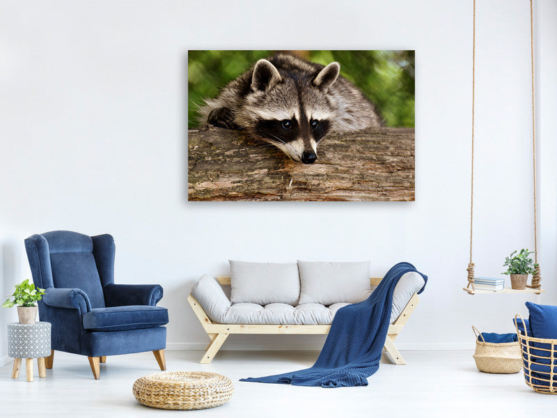 3-piece-canvas-print-the-cute-raccoon