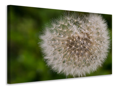 4-piece-canvas-print-the-dandelion-in-nature