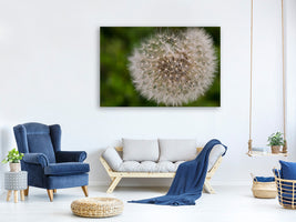 4-piece-canvas-print-the-dandelion-in-nature