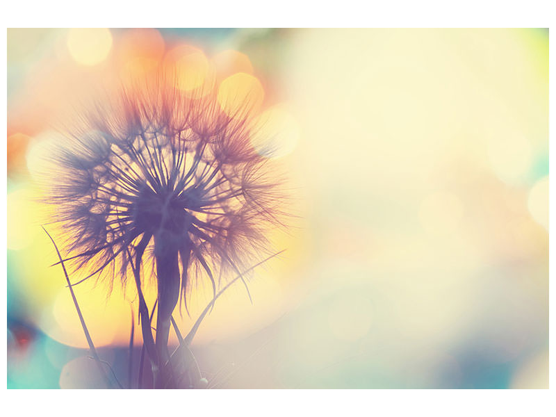 panoramic-3-piece-canvas-print-the-dandelion-in-the-light