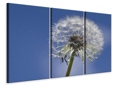 canvas-print-the-dandelion-in-xxl