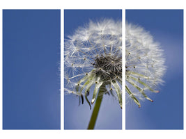 canvas-print-the-dandelion-in-xxl