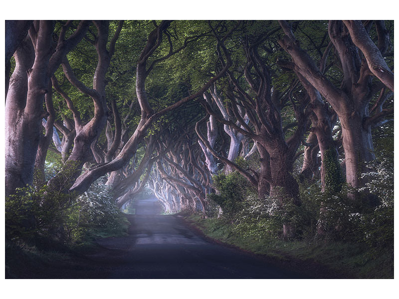 panoramic-canvas-print-the-dark-hedges