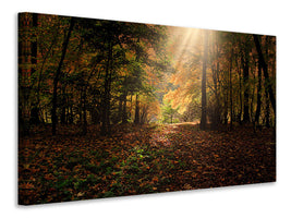 modern-3-piece-canvas-print-the-deciduous-forest