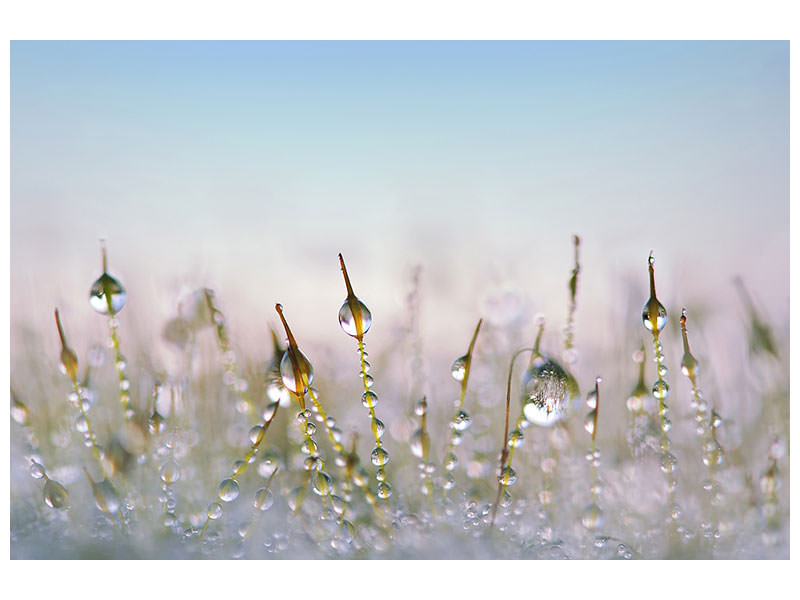 5-piece-canvas-print-the-dew-drops