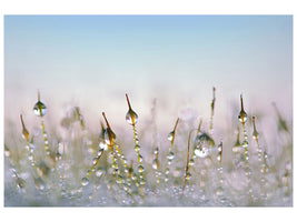 3-piece-canvas-print-the-dew-drops