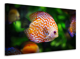 3-piece-canvas-print-the-discus-fish