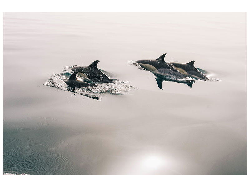 panoramic-canvas-print-the-dolphins