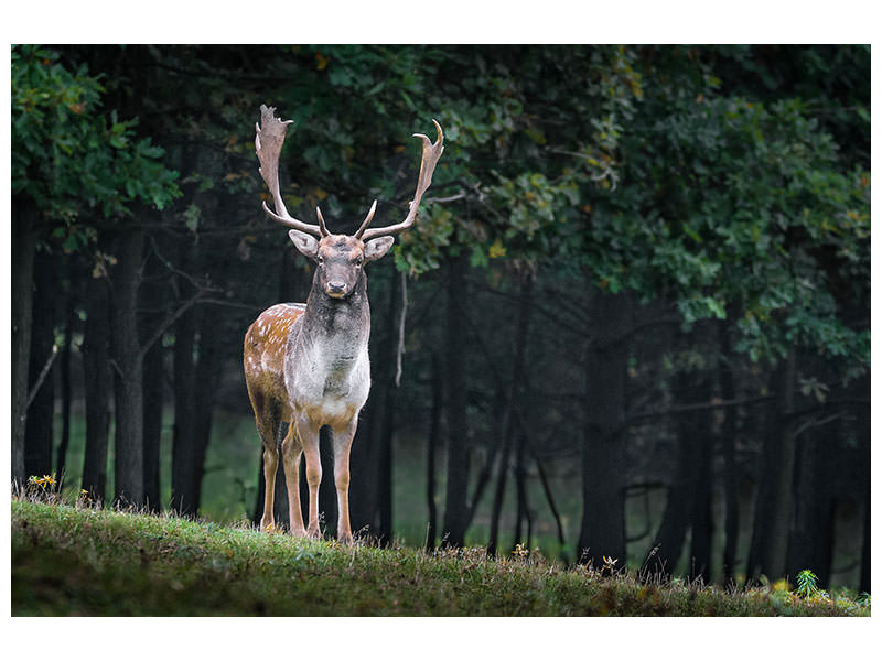 3-piece-canvas-print-the-fallow-deer-ii