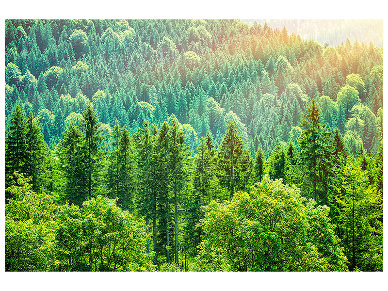 modern-3-piece-canvas-print-the-forest-hill