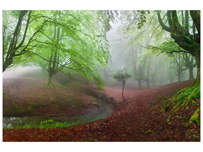 modern-4-piece-canvas-print-the-forest-maravillador-iii
